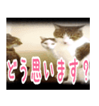 【デカ文字】表情豊かな猫ちゃん達。2（個別スタンプ：26）