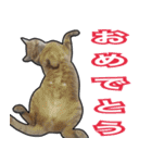 【デカ文字】表情豊かな猫ちゃん達。2（個別スタンプ：27）