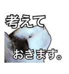 【デカ文字】表情豊かな猫ちゃん達。2（個別スタンプ：29）