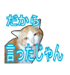 【デカ文字】表情豊かな猫ちゃん達。2（個別スタンプ：30）