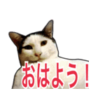 【デカ文字】表情豊かな猫ちゃん達。2（個別スタンプ：31）