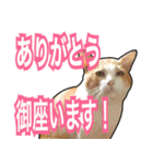 【デカ文字】表情豊かな猫ちゃん達。2（個別スタンプ：32）