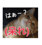 【デカ文字】表情豊かな猫ちゃん達。2（個別スタンプ：33）