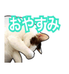 【デカ文字】表情豊かな猫ちゃん達。2（個別スタンプ：34）