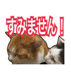 【デカ文字】表情豊かな猫ちゃん達。2（個別スタンプ：35）