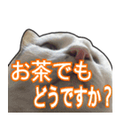 【デカ文字】表情豊かな猫ちゃん達。2（個別スタンプ：36）