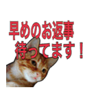 【デカ文字】表情豊かな猫ちゃん達。2（個別スタンプ：38）