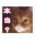 【デカ文字】表情豊かな猫ちゃん達。2（個別スタンプ：40）