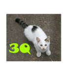 street Cat images -1（個別スタンプ：10）