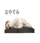 もこの毎日（個別スタンプ：4）