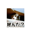 イケニャン！猫様写真スタンプ（個別スタンプ：15）