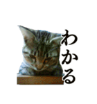 イケニャン！猫様写真スタンプ（個別スタンプ：24）