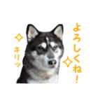 犬写真スタンプ！ハスキー編（個別スタンプ：11）