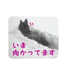 犬写真スタンプ！ハスキー編（個別スタンプ：20）