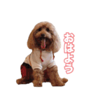 トイプードル組（個別スタンプ：1）