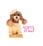 トイプードル組（個別スタンプ：6）