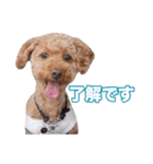 トイプードル組（個別スタンプ：7）