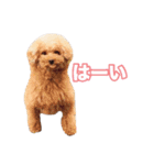トイプードル組（個別スタンプ：8）