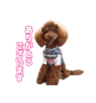 トイプードル組（個別スタンプ：10）