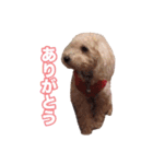 トイプードル組（個別スタンプ：11）