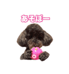 トイプードル組（個別スタンプ：12）