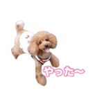 トイプードル組（個別スタンプ：13）