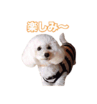 トイプードル組（個別スタンプ：15）