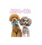 トイプードル組（個別スタンプ：18）