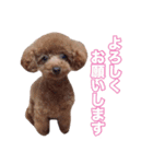 トイプードル組（個別スタンプ：19）