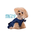 トイプードル組（個別スタンプ：21）
