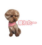 トイプードル組（個別スタンプ：23）