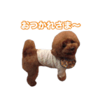 トイプードル組（個別スタンプ：24）