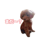 トイプードル組（個別スタンプ：25）