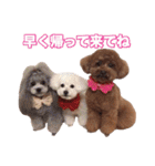 トイプードル組（個別スタンプ：27）