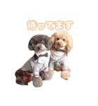 トイプードル組（個別スタンプ：28）