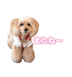 トイプードル組（個別スタンプ：30）