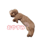 トイプードル組（個別スタンプ：32）