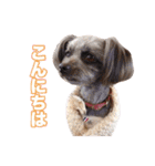 mix犬組（個別スタンプ：2）