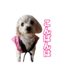 mix犬組（個別スタンプ：4）