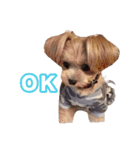 mix犬組（個別スタンプ：5）