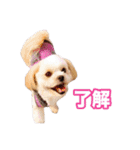 mix犬組（個別スタンプ：6）