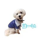 mix犬組（個別スタンプ：8）