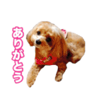 mix犬組（個別スタンプ：9）