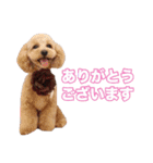 mix犬組（個別スタンプ：10）