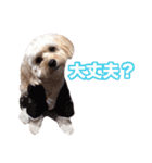 mix犬組（個別スタンプ：12）
