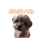 mix犬組（個別スタンプ：13）
