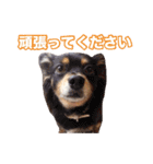 mix犬組（個別スタンプ：14）