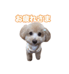 mix犬組（個別スタンプ：15）