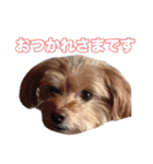 mix犬組（個別スタンプ：16）