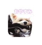 mix犬組（個別スタンプ：17）
